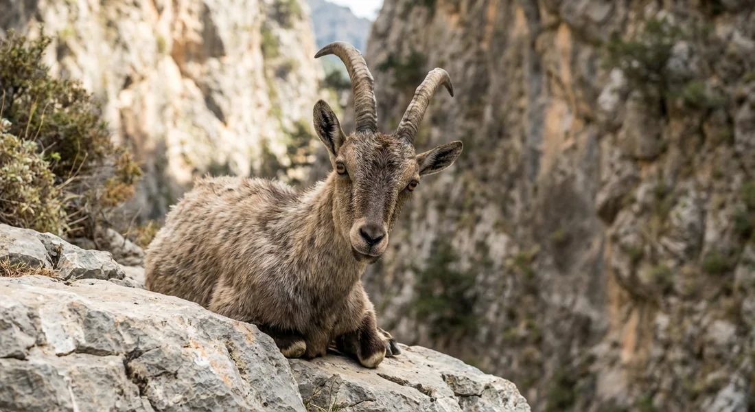 Chèvre sauvage Kri-Kri endémique de Crète sur les rochers des gorges de Samaria.
